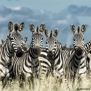 Znalezione obrazy dla zapytania zebry